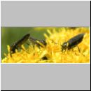 Scatopsidae sp - Dungmuecken 02.jpg